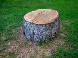 Best Fruit Tree Pruning  in East San Gabriel, CA