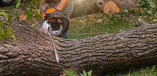 Best Hazardous Tree Removal  in East San Gabriel, CA