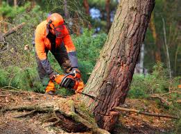 Best Lawn Maintenance Plans  in East San Gabriel, CA