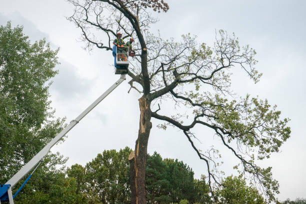 Best Stump Grinding and Removal  in East San Gabriel, CA