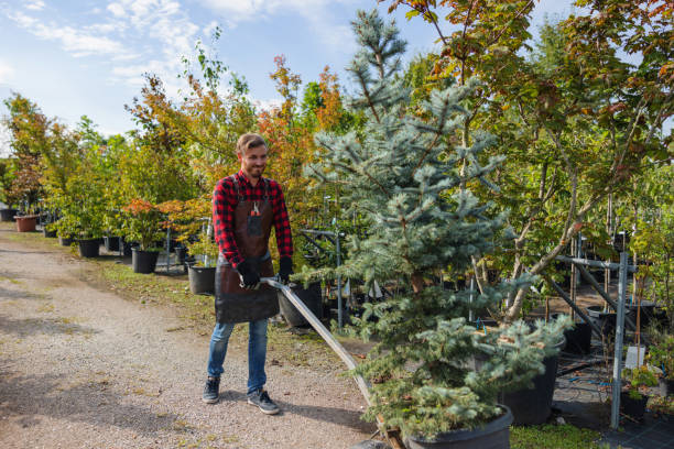 Best Tree Disease Treatment  in East San Gabriel, CA