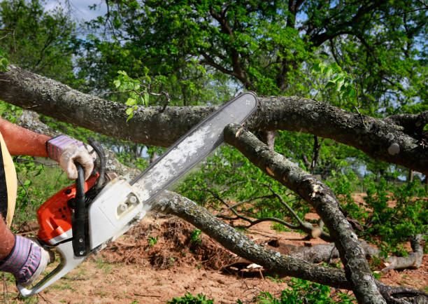 Best Tree Cabling and Bracing  in East San Gabriel, CA